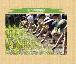 稲作体験学習