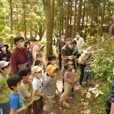 生物・植物の解説